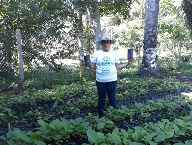 FENAGH reforesta