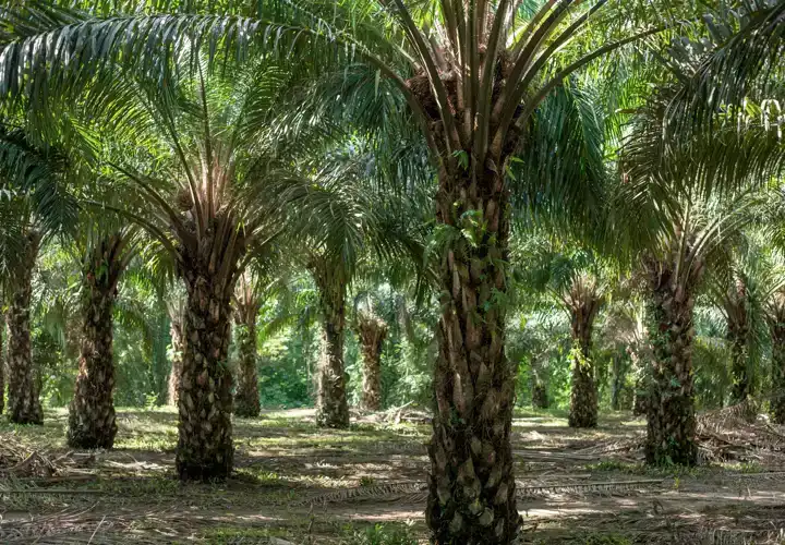 sector palma africana